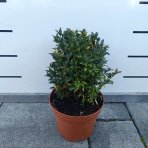 Krušpán vždyzelený (Buxus sempervirens) - výška 20-30 cm, kont. C3L